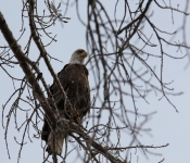 2015 03 015 Eagles006